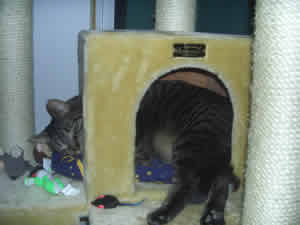 Buster the tabby cat - too big to fit in his house with a scratching post