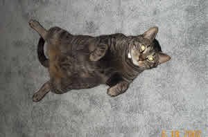 Buster the tabby cat shows off his belly