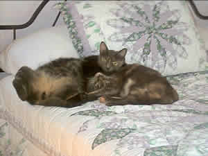 2 tabby cats playing on the bed