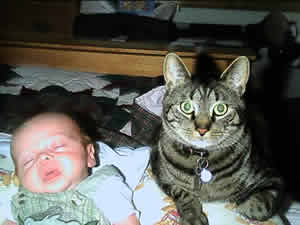 Buster the tabby cat with his baby brother