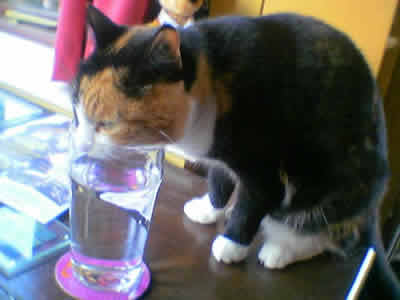 Austin the cat, drinking a pint