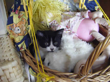 Roxy the black and white kitten in a basket of toys