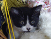 black and white kitten looking cute