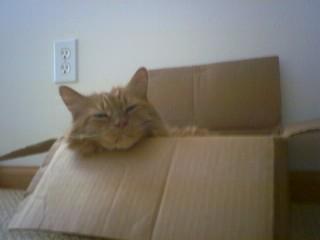 Fuzz the Ginger tomcat likes the box