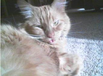 Fuzz the fluffy ginger tom cat sticking his tongue out