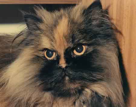 Amber the Persian tortoise shell cat portrait