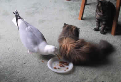 Amber the Persian turns a blind eye to Beaky the Gull's pilfering