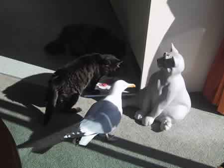 Beaky the seagull eating Rambo the black cat's food