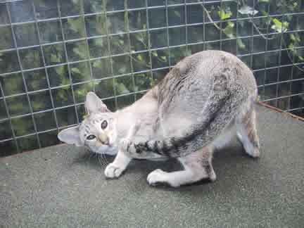 white bengal-like cat playing and posing