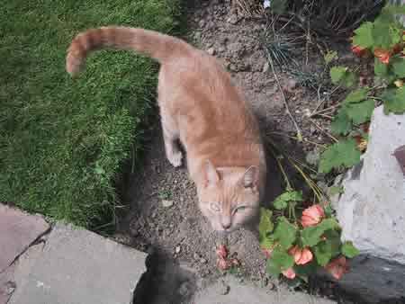 Smokey the ginger tomcat looking mischievous