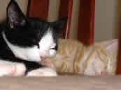 Tobi and Pixie the ginger and black & white kittens sleeping mini.jpg