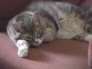 Max the domestic gray and white medium haired tabby chilling out