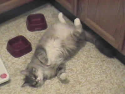 Max the domestic gray and white medium haired tabby asleep next to his food bowls