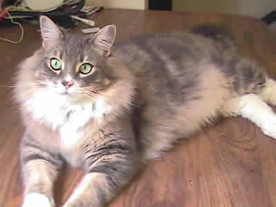 Max a handsome domestic gray and white medium haired tabby