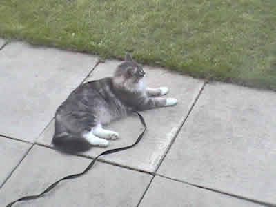 Max the domestic gray and white medium haired tabby outside on his leash
