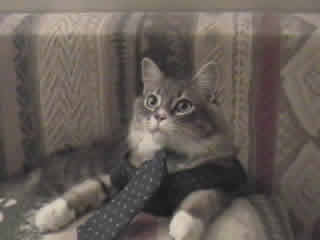 Max the cat wearing a nice tie.