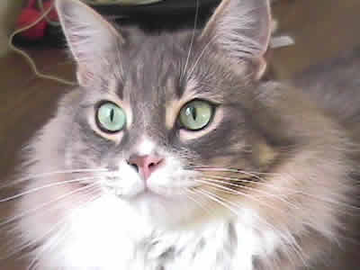 A lovely portrait of Max, the domestic gray and white medium haired tabby