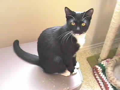 Mini the domestic black and white shorthaired tuxedo on a chair