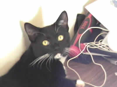 Mini the domestic black and white shorthaired tuxedo looking concerned