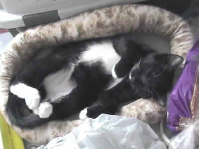 Mini the domestic black and white shorthaired tuxedo asleep in her bed