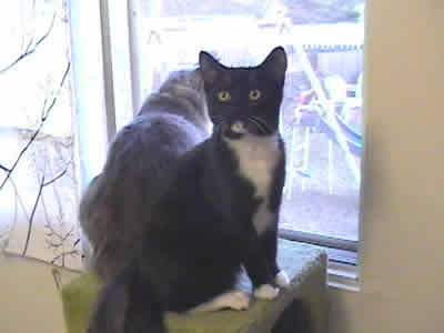 Mini and Max by the window - what a cute pair of cats!