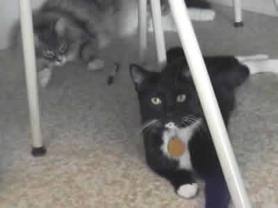 Mini and Max hanging out under the table