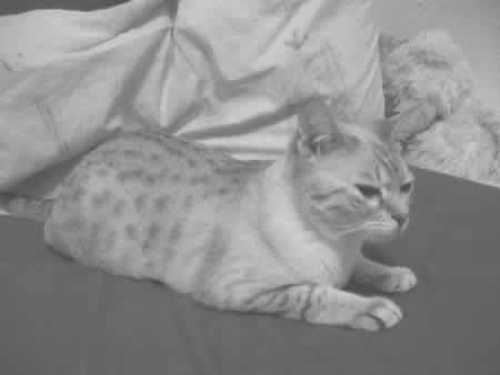 Bengal Kitten White