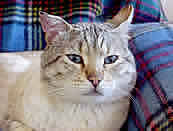 Zen - Bengal Snow Leopard Cat